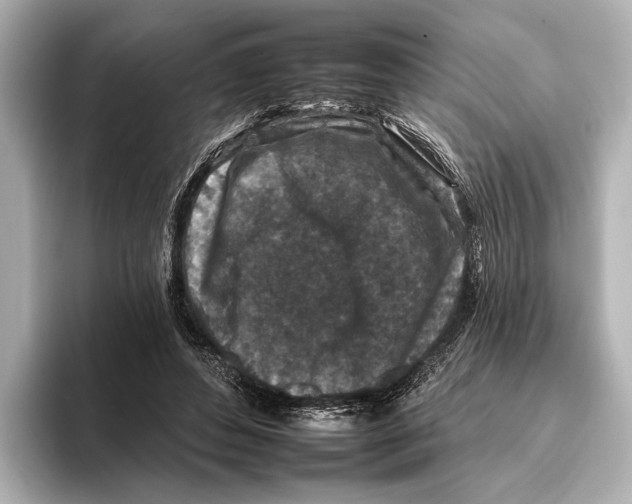 X0000095670496200802051233