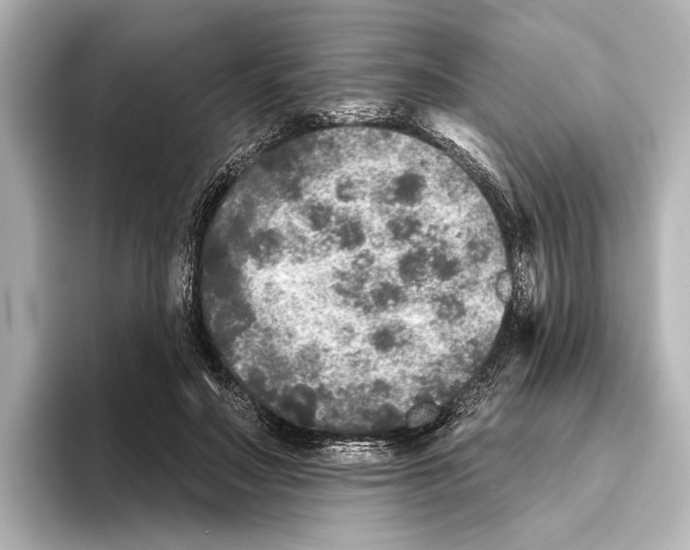 X0000095670499200802051233