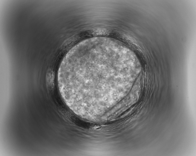 X0000095670550200802051232