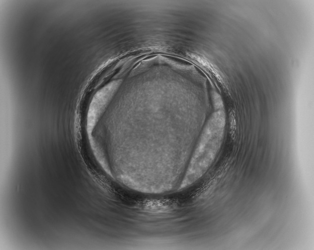 X0000095670684200802051231