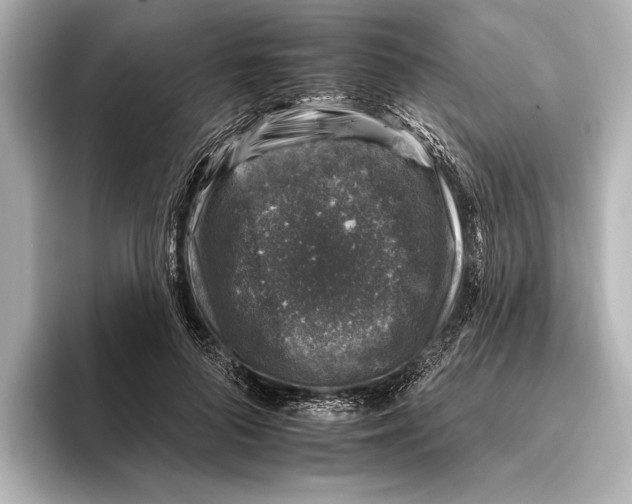 X0000095670696200802051231