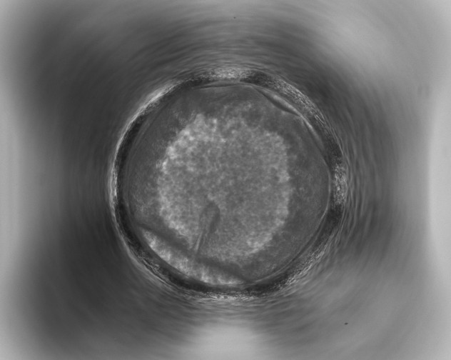 X0000095670726200802051229