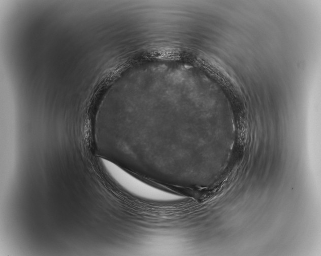 X0000095670748200802051230