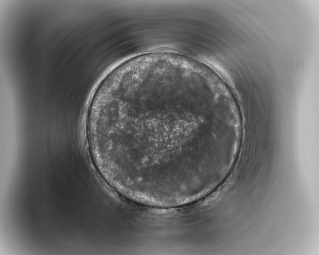 X0000095670816200802051229