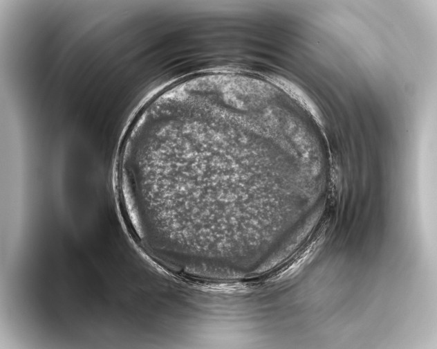 X0000095670855200802051229