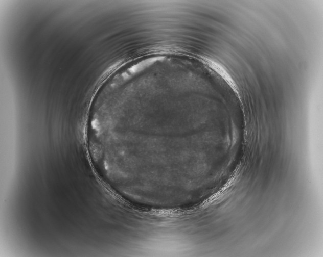 X0000095670946200802051227