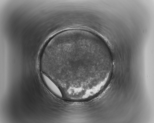 X0000095671506200802051219