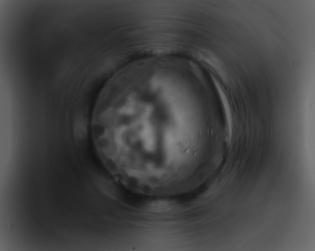 X0000095680499200801081231