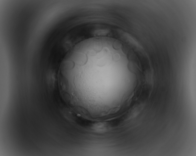 X0000095680761200801081229