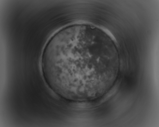 X0000095680895200801081226