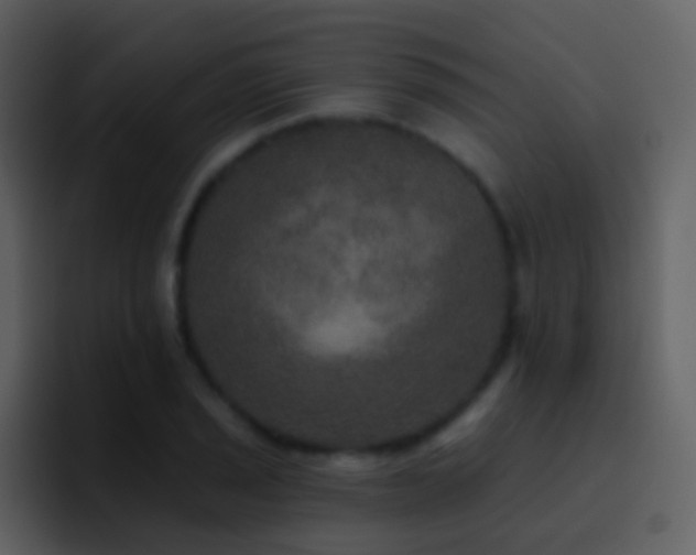 X0000095681029200801081225