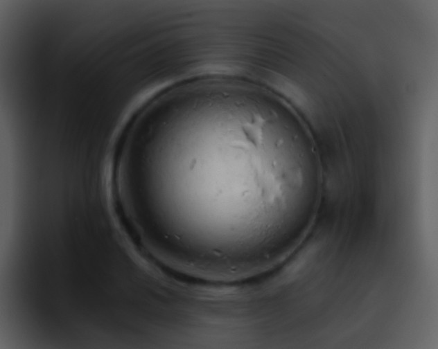 X0000095681030200801081225