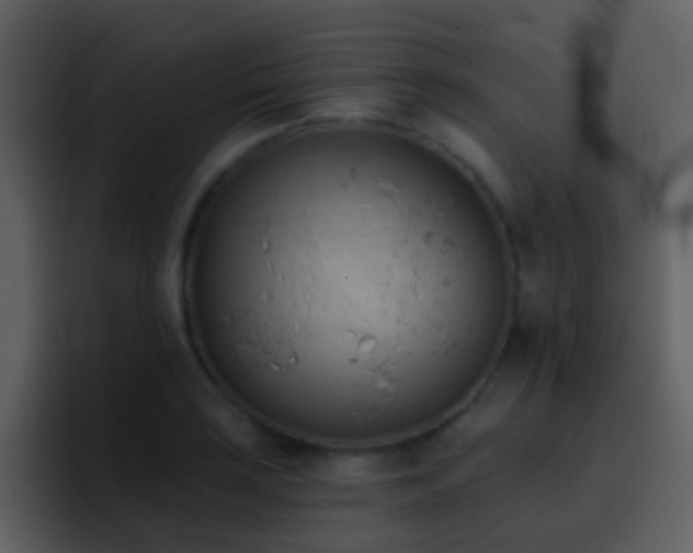X0000095681035200801081225
