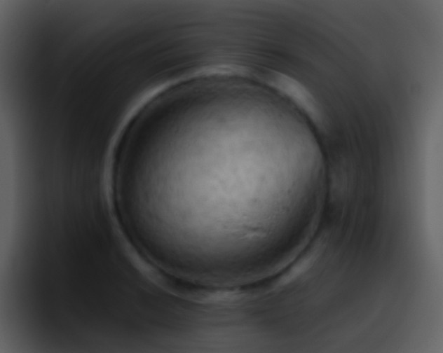 X0000095681038200801081225