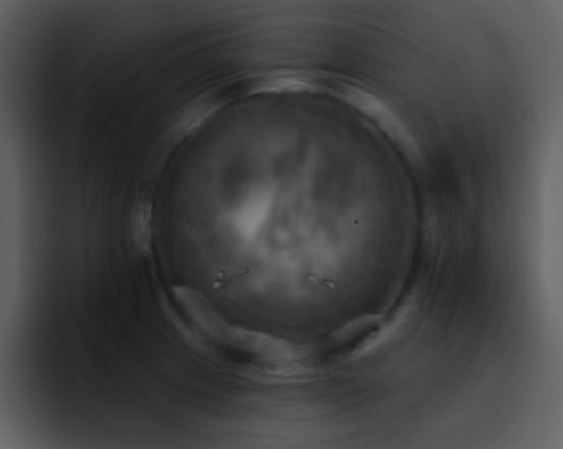 X0000095681233200801081222