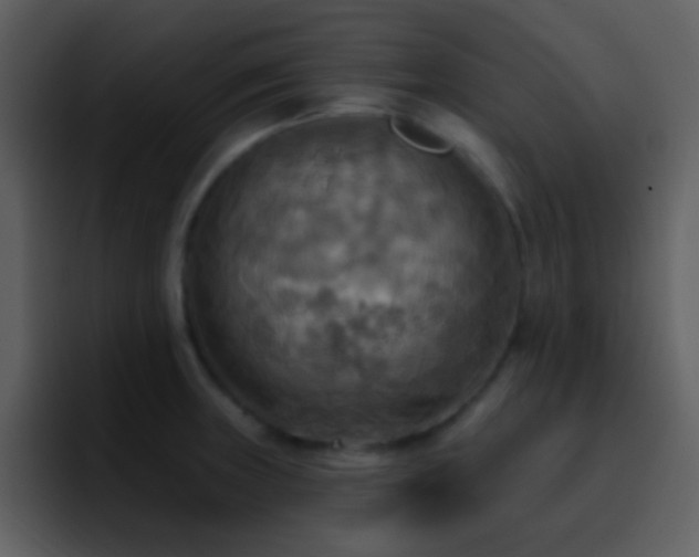 X0000095681235200801081222