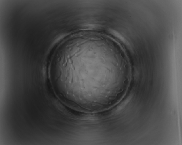 X0000095681259200801081222