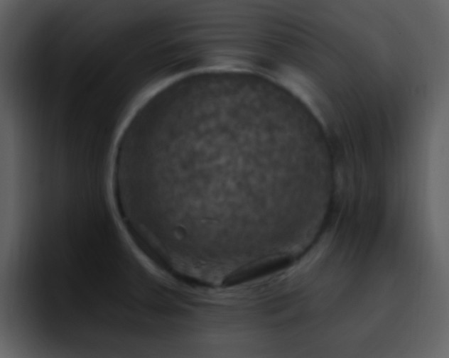 X0000095681379200801081220