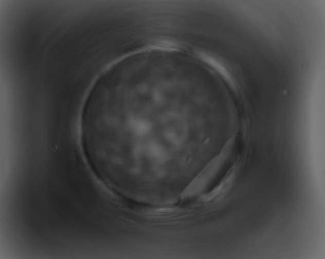 X0000095681471200801081219