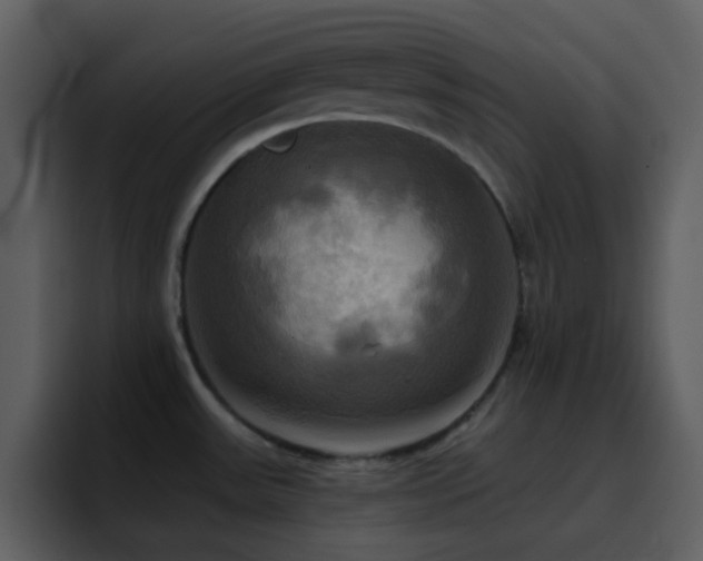 X0000095681531200801081219