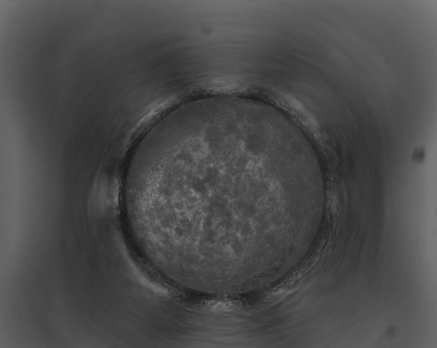 X0000095680115200801151134