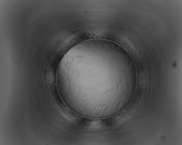 X0000095680173200801151134