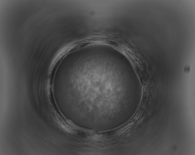 X0000095680293200801151132