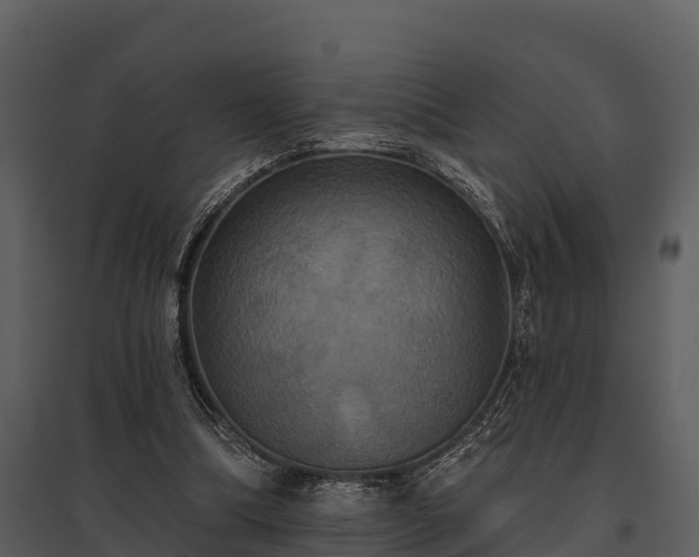 X0000095680298200801151131