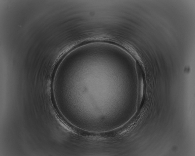 X0000095680389200801151130