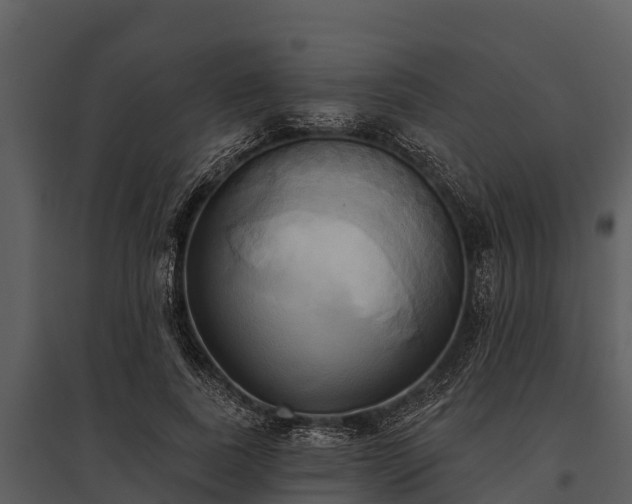 X0000095680739200801151125
