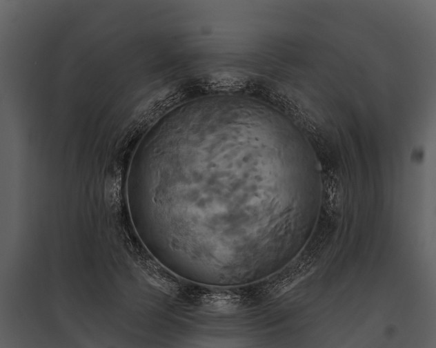 X0000095680745200801151125