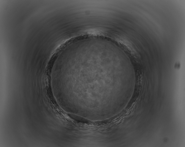 X0000095680776200801151125
