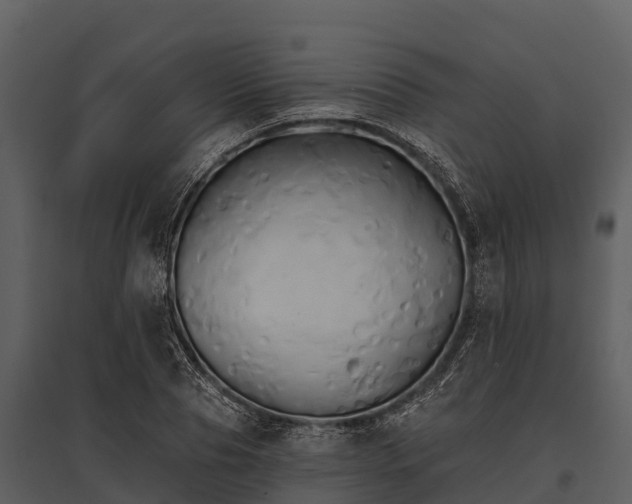 X0000095680929200801151122