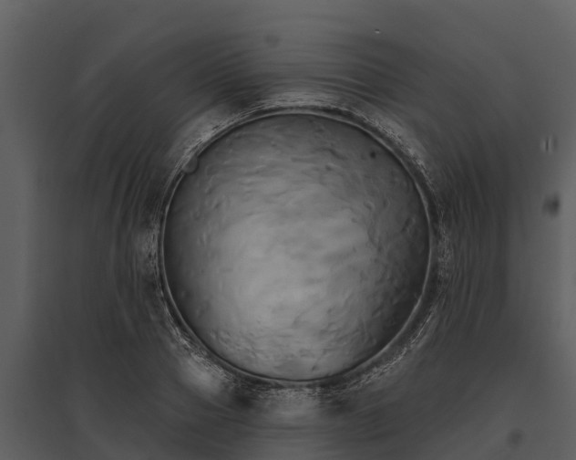 X0000095680937200801151122
