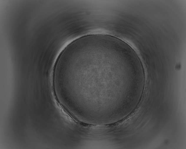 X0000095681008200801151121