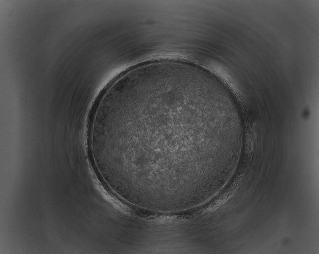 X0000095681038200801151121