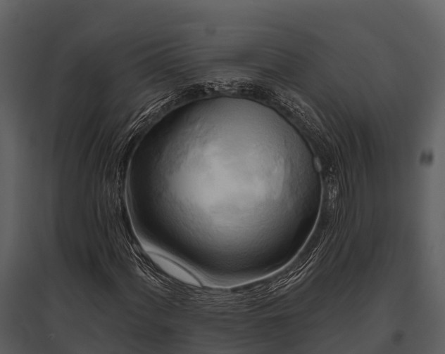 X0000095681060200801151121