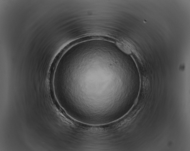 X0000095681068200801151121