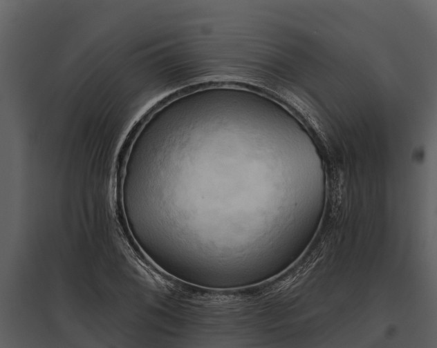X0000095681076200801151120