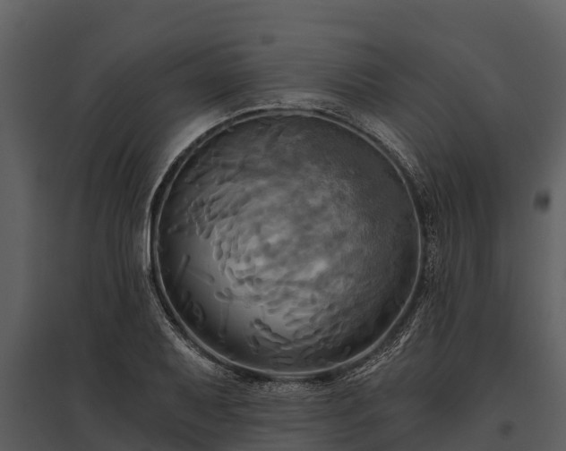 X0000095681079200801151120
