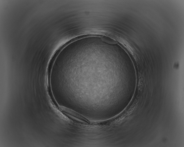 X0000095681080200801151120