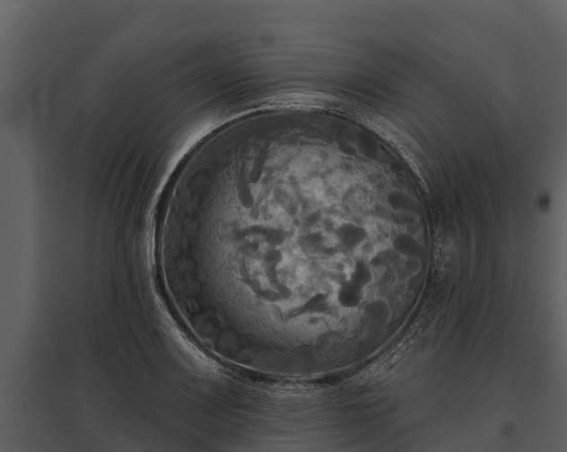 X0000095681083200801151120
