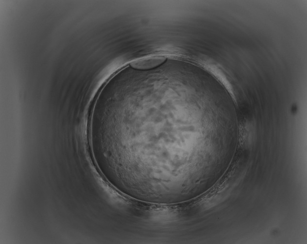 X0000095681099200801151120