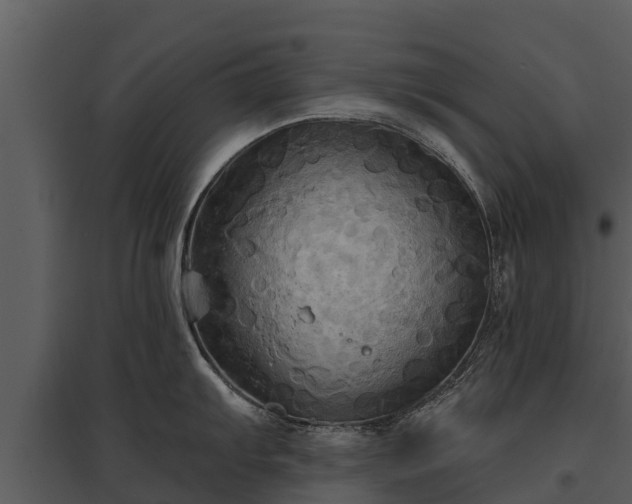 X0000095681103200801151120