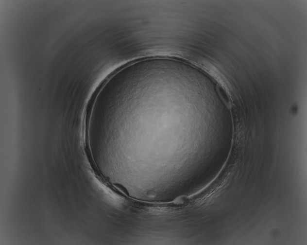 X0000095681132200801151120