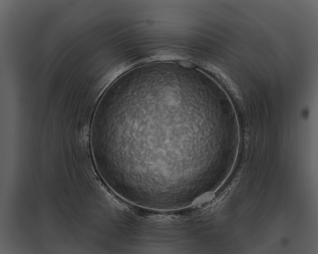 X0000095681185200801151119