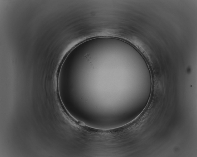 X0000095681238200801151118