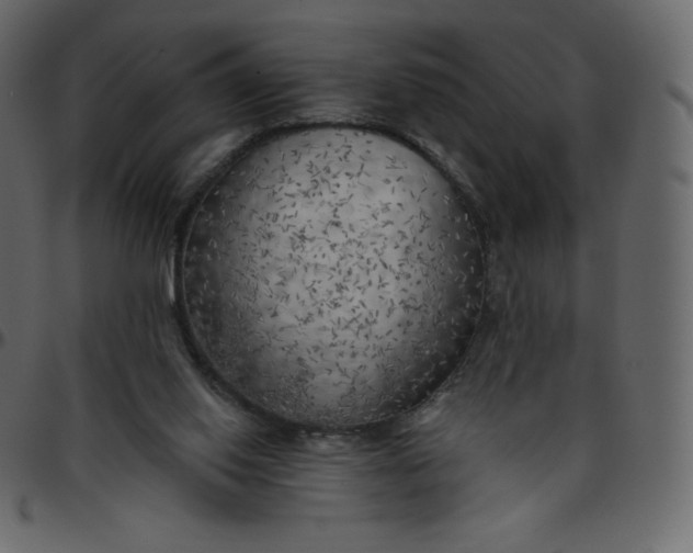 X0000095680062200801221235