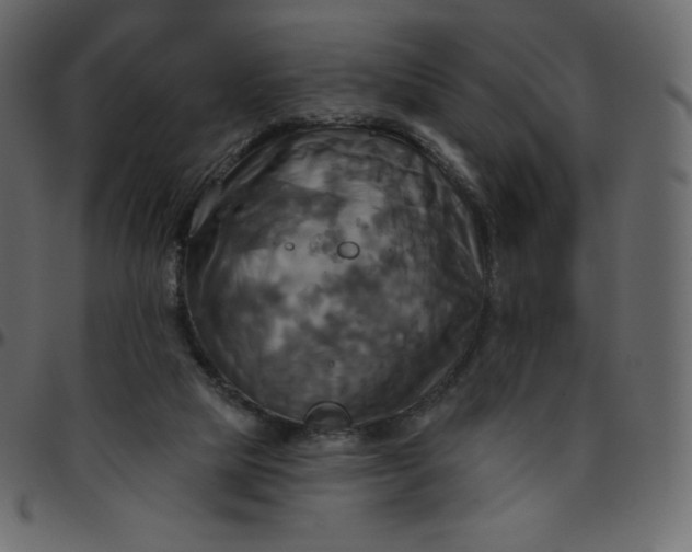 X0000095680065200801221235