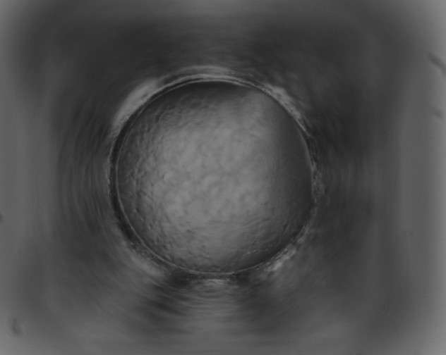 X0000095680151200801221233